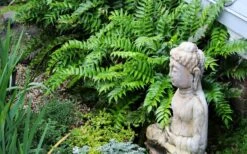 Japanese Holly Fern - Cyrtomium Falcatum 'Rochfordianum' - 2.5 Quart Pot 11 Japanese Holly Fern - Cyrtomium Falcatum 'Rochfordianum' - 2.5 Quart Pot -Botanhush Sales fern20holly203