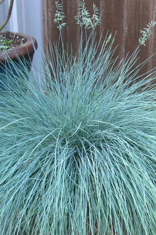 Beyond Blue Festuca (Fescue) - 1 Gallon Pot 4 Beyond Blue Festuca (Fescue) - 1 Gallon Pot - Image 4