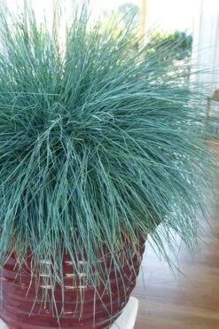 Beyond Blue Festuca (Fescue) - 1 Gallon Pot 13 Beyond Blue Festuca (Fescue) - 1 Gallon Pot -Botanhush Sales festuca beyond blue fescue 101