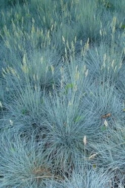Beyond Blue Festuca (Fescue) - 1 Gallon Pot 11 Beyond Blue Festuca (Fescue) - 1 Gallon Pot -Botanhush Sales festuca beyond blue fescue 102