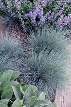 Blue Fescue Grass (Festuca Glauca) - 10 Pack Of Quart Pots -Botanhush Sales festuca glauca blue fescue grass 7