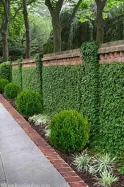 Creeping Fig - Ficus Pumila - 3 Pack Of Pint Pots -Botanhush Sales ficus pumila green creeping fig 100 1