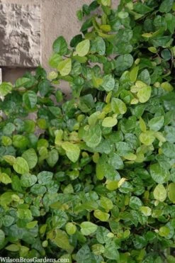 Creeping Fig (Ficus Pumila) - 5 Pack Of Quart Pots 24 Creeping Fig (Ficus Pumila) - 5 Pack Of Quart Pots -Botanhush Sales ficus pumila green creeping fig 103
