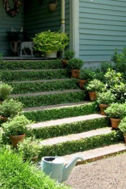 Creeping Fig - Ficus Pumila - 3 Pack Of Pint Pots -Botanhush Sales ficus pumila green creeping fig 105 1