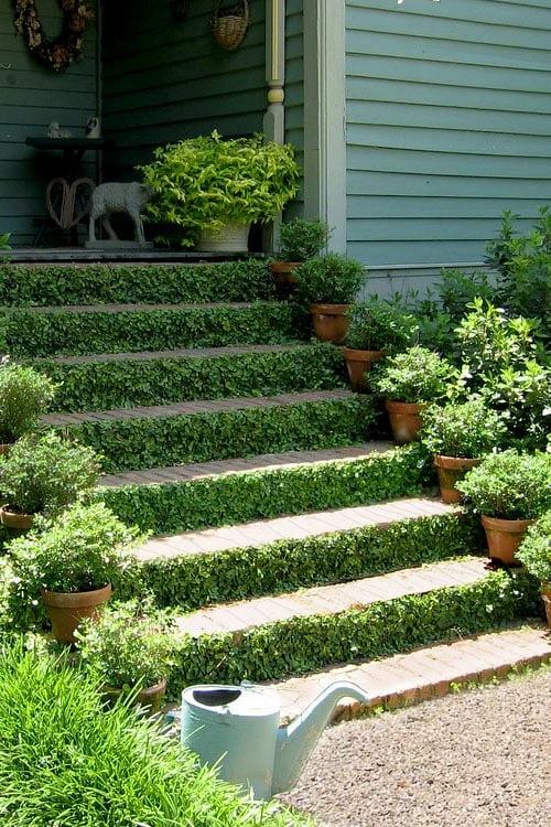 Creeping Fig (Ficus Pumila) - 5 Pack Of Quart Pots 8 Creeping Fig (Ficus Pumila) - 5 Pack Of Quart Pots - Image 8