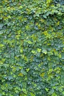 Creeping Fig (Ficus Pumila) - 5 Pack Of Quart Pots 25 Creeping Fig (Ficus Pumila) - 5 Pack Of Quart Pots -Botanhush Sales ficus pumila green creeping fig 106