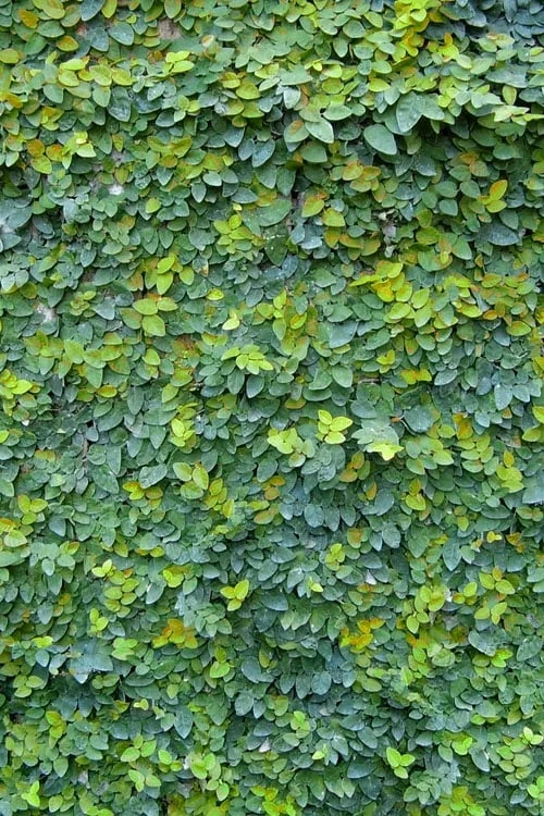 Creeping Fig (Ficus Pumila) - 5 Pack Of Quart Pots 13 Creeping Fig (Ficus Pumila) - 5 Pack Of Quart Pots - Image 13
