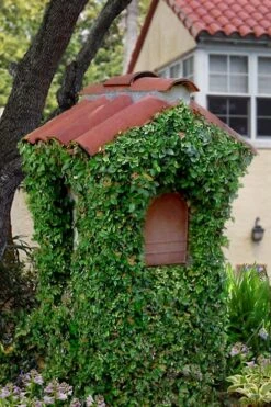 Creeping Fig (Ficus Pumila) - 5 Pack Of Quart Pots 21 Creeping Fig (Ficus Pumila) - 5 Pack Of Quart Pots -Botanhush Sales ficus pumila green creeping fig 107