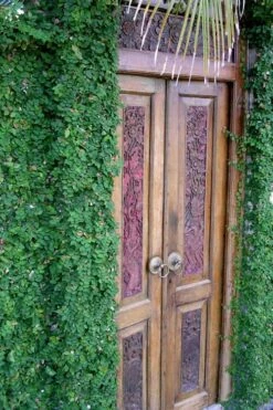 Creeping Fig (Ficus Pumila) - 5 Pack Of Quart Pots 18 Creeping Fig (Ficus Pumila) - 5 Pack Of Quart Pots -Botanhush Sales ficus pumila green creeping fig 108