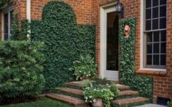 Creeping Fig - Ficus Pumila - 3 Pack Of Pint Pots -Botanhush Sales ficus pumila green creeping fig 109 1