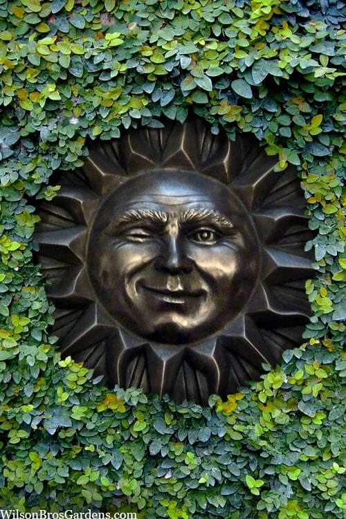 Creeping Fig (Ficus Pumila) - 5 Pack Of Quart Pots 11 Creeping Fig (Ficus Pumila) - 5 Pack Of Quart Pots - Image 11