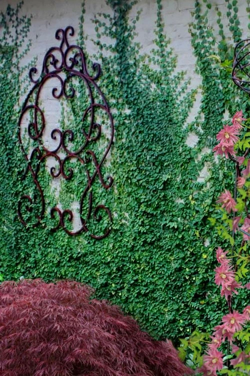 Creeping Fig (Ficus Pumila) - 5 Pack Of Quart Pots 7 Creeping Fig (Ficus Pumila) - 5 Pack Of Quart Pots - Image 7