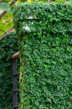 Creeping Fig (Ficus Pumila) - 5 Pack Of Quart Pots 16 Creeping Fig (Ficus Pumila) - 5 Pack Of Quart Pots -Botanhush Sales ficus pumila green creeping fig 113