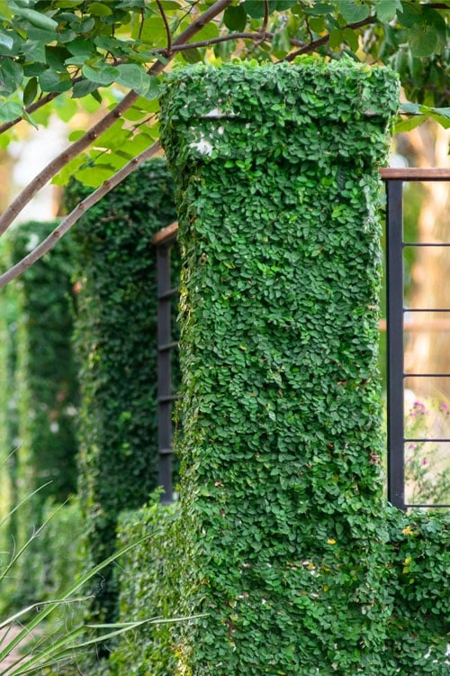 Creeping Fig (Ficus Pumila) - 5 Pack Of Quart Pots 1 Creeping Fig (Ficus Pumila) - 5 Pack Of Quart Pots