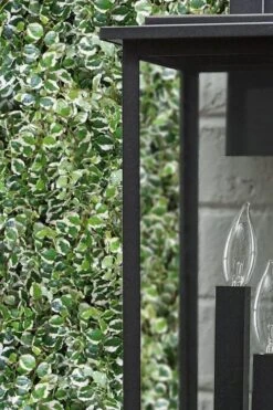 Variegated Creeping Fig - Ficus Pumila 'Variegata' - 6 Pack Of Pint Pots -Botanhush Sales ficus pumila variegata creeping fig 101