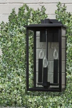 Variegated Creeping Fig - Ficus Pumila 'Variegata' - 6 Pack Of Pint Pots -Botanhush Sales ficus pumila variegata creeping fig 102