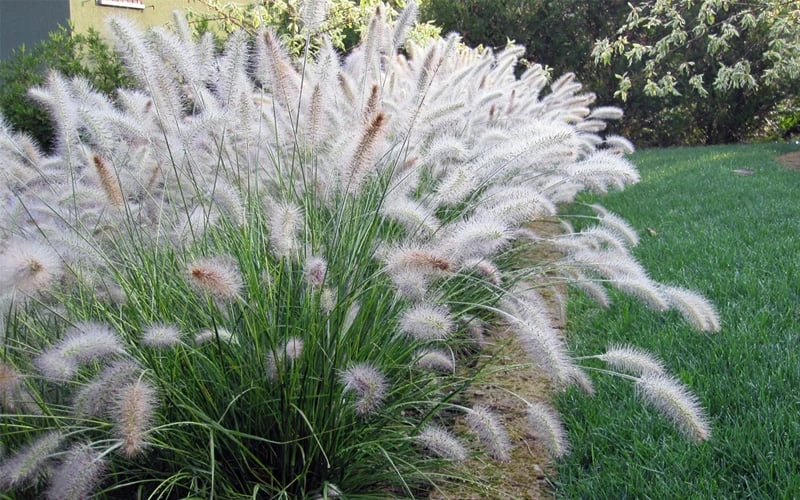 Hameln Dwarf Hardy Fountain Grass (Pennisetum) - 1 Gallon Pot 4 Hameln Dwarf Hardy Fountain Grass (Pennisetum) - 1 Gallon Pot - Image 4