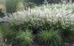 Hameln Dwarf Hardy Fountain Grass (Pennisetum) - 3 Gallon Pot 10 Hameln Dwarf Hardy Fountain Grass (Pennisetum) - 3 Gallon Pot -Botanhush Sales fountain20grass20hameln202 1