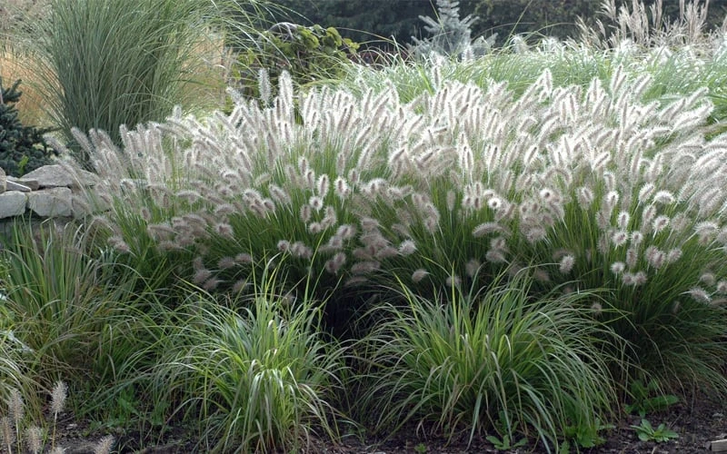 Hameln Dwarf Hardy Fountain Grass (Pennisetum) - 3 Gallon Pot 5 Hameln Dwarf Hardy Fountain Grass (Pennisetum) - 3 Gallon Pot - Image 5