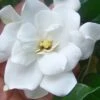 Fall In Love Cold Hardy Gardenia - 1 Gallon Pot
