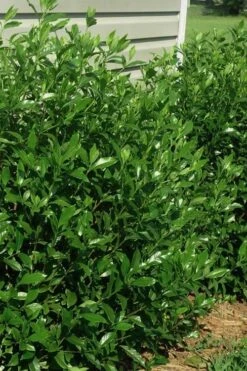 August Beauty Gardenia - 3 Gallon Pot 9 August Beauty Gardenia - 3 Gallon Pot -Botanhush Sales gardenia august beauty 5 2