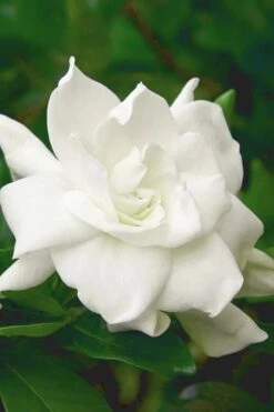 August Beauty Gardenia (Single Trunk Topiary Tree) - 5 Gallon Pot -Botanhush Sales gardenia august beauty 5 500x750 2