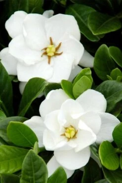 Buttons Gardenia - 6 Pack Of 1 Gallon Pots 9 Buttons Gardenia - 6 Pack Of 1 Gallon Pots -Botanhush Sales gardenia buttons 1 1