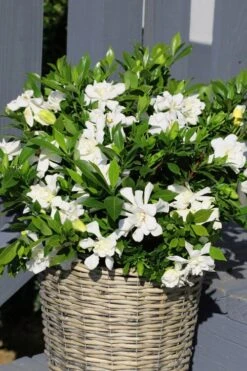 Celestial Star Gardenia - 1 Gallon Pot 8 Celestial Star Gardenia - 1 Gallon Pot -Botanhush Sales gardenia celestial star 3