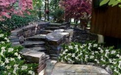 Celestial Star Gardenia - 1 Gallon Pot 9 Celestial Star Gardenia - 1 Gallon Pot -Botanhush Sales gardenia celestial star 5