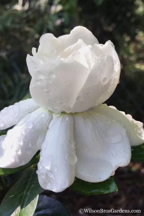 Crown Jewel Gardenia - 1 Gallon Pot 1 Crown Jewel Gardenia - 1 Gallon Pot