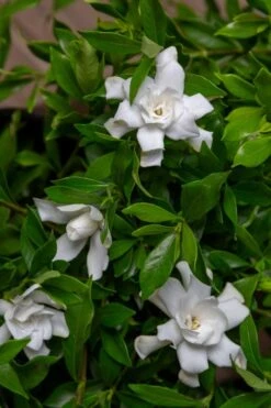 Fool Proof Gardenia - 2 Gallon Pot -Botanhush Sales gardenia fool proof 4