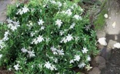 Frost Proof Gardenia - 3 Gallon Pot -Botanhush Sales gardenia frost proof 50