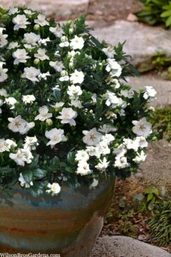 Buttons Gardenia - 6 Pack Of 1 Gallon Pots 8 Buttons Gardenia - 6 Pack Of 1 Gallon Pots -Botanhush Sales gardenia jasminoides buttons 10 1