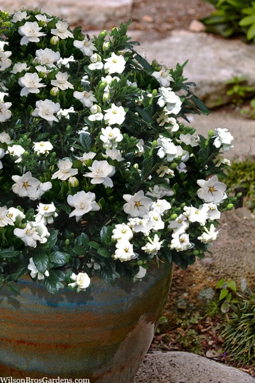 Buttons Gardenia - 1 Gallon Pot 4 Buttons Gardenia - 1 Gallon Pot - Image 4