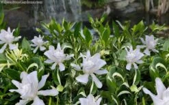 Crescent Moon Dwarf Gardenia - 1 Gallon Pot 9 Crescent Moon Dwarf Gardenia - 1 Gallon Pot -Botanhush Sales gardenia jasminoides crescent moon dwarf creeping 2