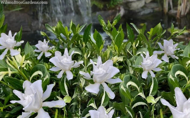 Crescent Moon Dwarf Gardenia - 1 Gallon Pot 5 Crescent Moon Dwarf Gardenia - 1 Gallon Pot - Image 5