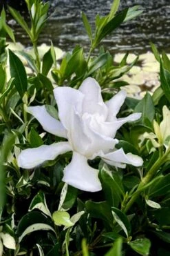 Crescent Moon Dwarf Gardenia - 6 Pack Of 1 Gallon Pots 8 Crescent Moon Dwarf Gardenia - 6 Pack Of 1 Gallon Pots -Botanhush Sales gardenia jasminoides crescent moon dwarf creeping 6 1