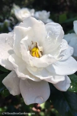 Crown Jewel Gardenia - 1 Gallon Pot 13 Crown Jewel Gardenia - 1 Gallon Pot -Botanhush Sales gardenia jasminoides crown jewel 11 1