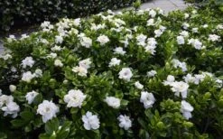 Crown Jewel Gardenia - 6-Pack Of 1 Gallon Pots 11 Crown Jewel Gardenia - 6-Pack Of 1 Gallon Pots -Botanhush Sales gardenia jasminoides crown jewel 12