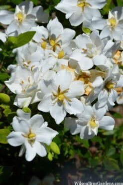 Snow Flurry Hardy Gardenia - 1 Gallon Pot -Botanhush Sales gardenia jasminoides snow flurry 2