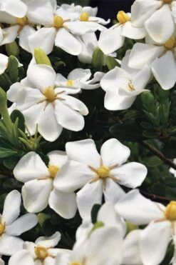 Snow Girl Hardy Dwarf Gardenia - 3 Gallon Pot 9 Snow Girl Hardy Dwarf Gardenia - 3 Gallon Pot -Botanhush Sales gardenia jasminoides snow girl 1
