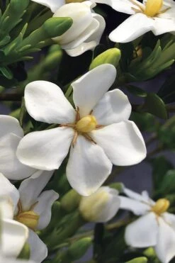 Snow Girl Hardy Dwarf Gardenia - 3 Gallon Pot 10 Snow Girl Hardy Dwarf Gardenia - 3 Gallon Pot -Botanhush Sales gardenia jasminoides snow girl 2