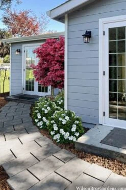 Snow Globe Gardenia - 1 Gallon Pot -Botanhush Sales gardenia jasminoides snow globe 3 1