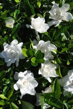 Snow Puff Hardy Gardenia - 7 Gallon Pot -Botanhush Sales gardenia jasminoides snow puff 2