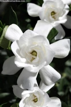 Steady As She Goes Hardy Gardenia - 3 Gallon Pot -Botanhush Sales gardenia jasminoides steady as she goes 1
