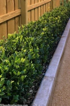 Summer Snow Gardenia - 3 Gallon Pot 11 Summer Snow Gardenia - 3 Gallon Pot -Botanhush Sales gardenia jasminoides summer snow 11