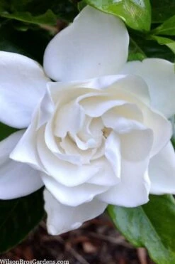 Summer Snow Gardenia - 3 Gallon Pot 15 Summer Snow Gardenia - 3 Gallon Pot -Botanhush Sales gardenia jasminoides summer snow 3