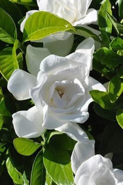 Summer Snow Gardenia - 3 Gallon Pot 12 Summer Snow Gardenia - 3 Gallon Pot -Botanhush Sales gardenia jasminoides summer snow 4