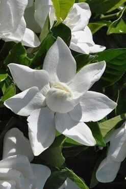 Summer Snow Gardenia - 3 Gallon Pot 14 Summer Snow Gardenia - 3 Gallon Pot -Botanhush Sales gardenia jasminoides summer snow 5
