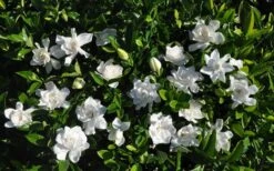 Summer Snow Gardenia - 3 Gallon Pot 13 Summer Snow Gardenia - 3 Gallon Pot -Botanhush Sales gardenia jasminoides summer snow 9